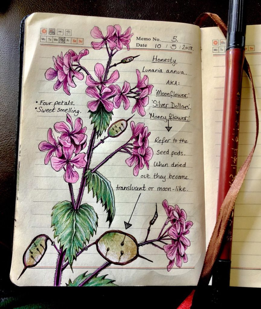 The art of seeing instead of looking: reasons to keep a nature journal —  Exploring Overland