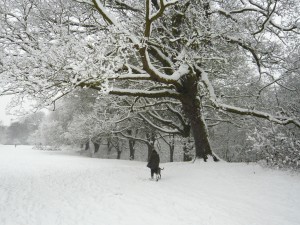 rsz_1heathheavysnow