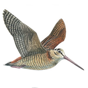 woodcock_tcm9-166903
