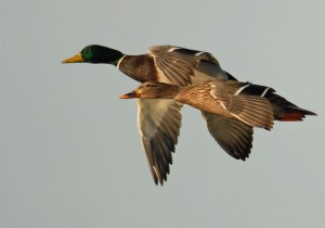 mallards-flying