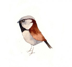 sparrow