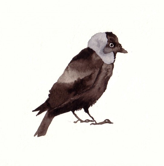 jackdaw