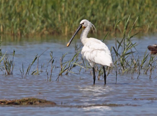 Spoonbill3