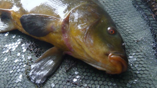tenchhead