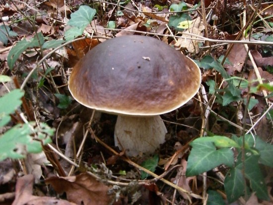 CIMG2841