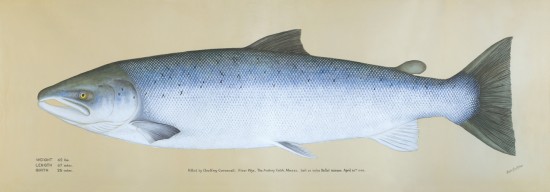 salmon print