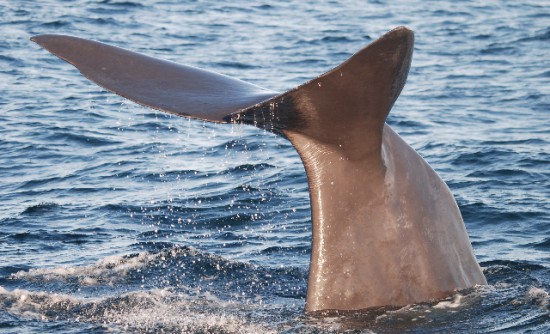 baja day 9 sperm whales and calves 115