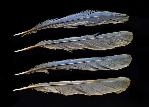 Kingfisher Feathers IMG_5591 (sharpened)