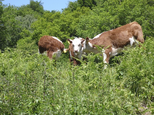 The 3 calves