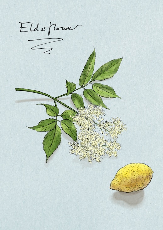 june-elderflower-web