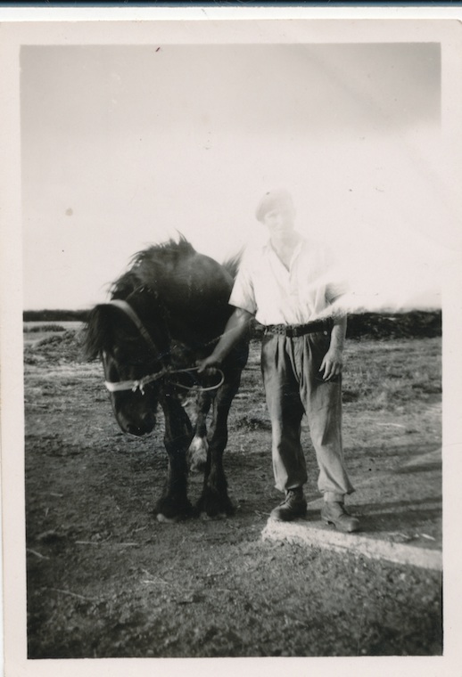Grandad and heavy horse 1940s