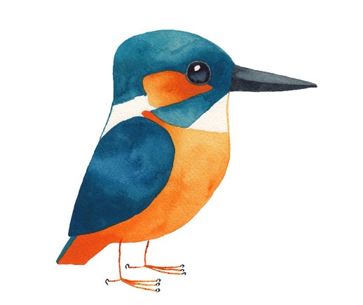 kingfisher-botw