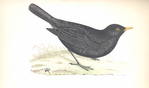 Blackbird_History-of-britis