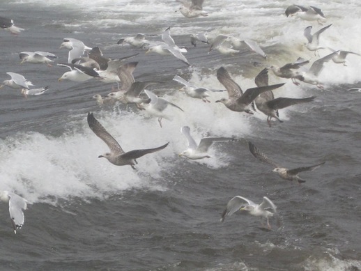 Gulls-north-shore-spectacular-IMG_2171-1024x768
