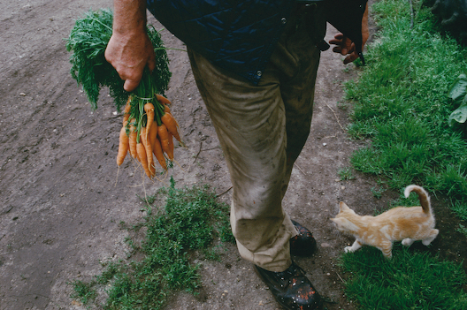 08. (Carrot Harvest) Norfolk, 2006
