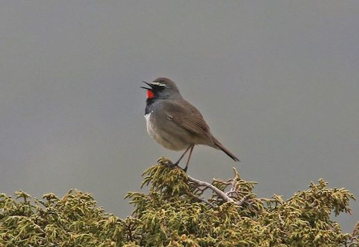White-tailed Rubythroat © Jim Lawrence