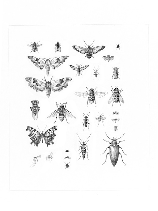 insects_p295