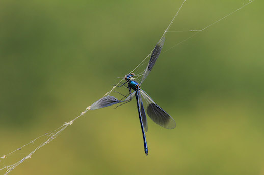 Banded Demoiselle caught in spiders web