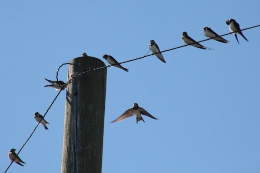 swallows-800x533