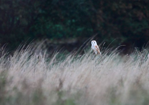 Barn Owl (Male)