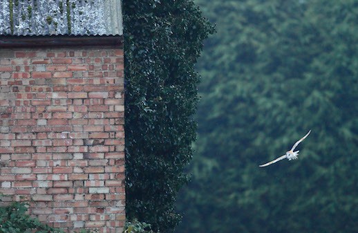 Male Barn Owl Entering Barn at Dawn