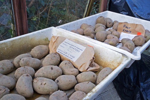 Chitting Poatoes