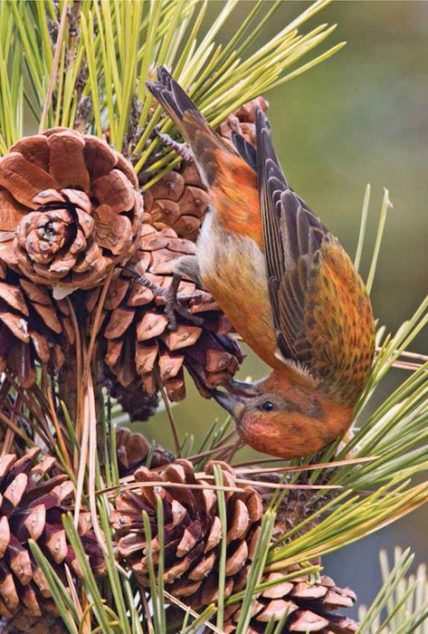 Common Crossbill