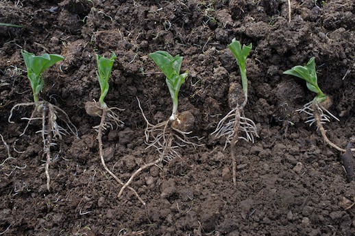 Germinated Broad Beans