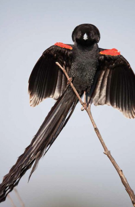 Long-tailed widowbird