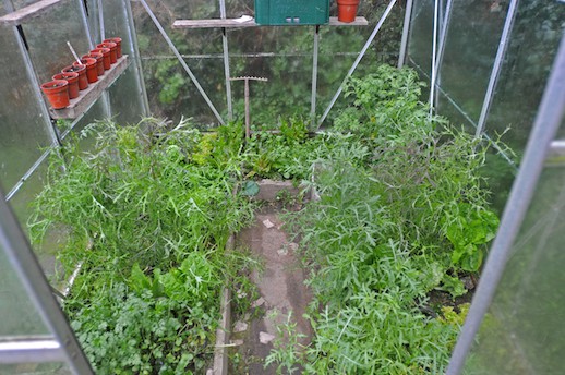 Overgrown Greenhouse