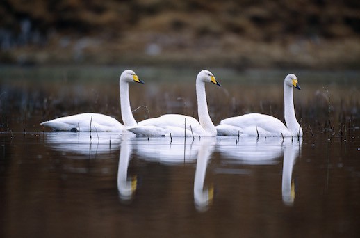 whooperswan6b