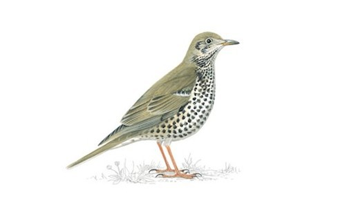 mistle_thrush_master_tcm9-18323