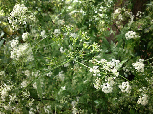 Cow parsley