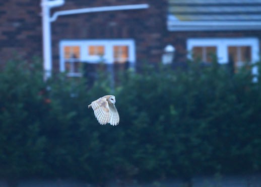 Male Barn Owl Hunting, Parson Drove