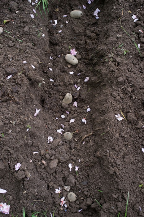 Potatoes & Petals 2