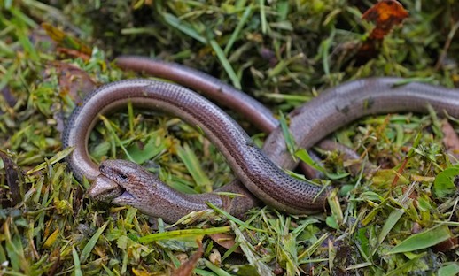 Slow Worms