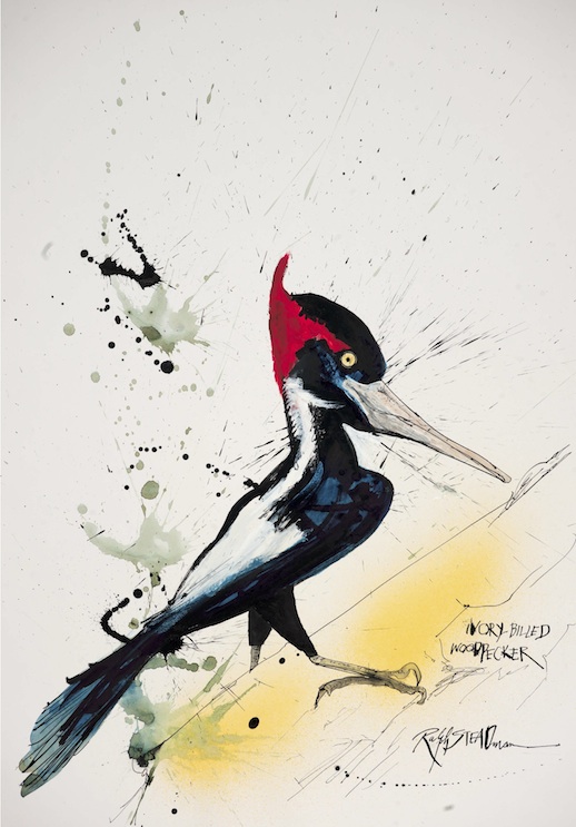 ivory-billed woodpecker-3 copy