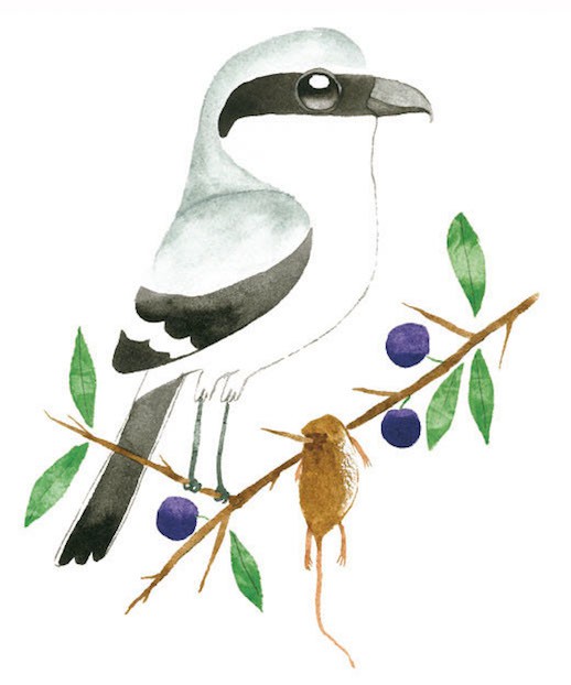 great grey strike cbtr