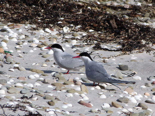5-May-Pair-of-Arctic-Terns,