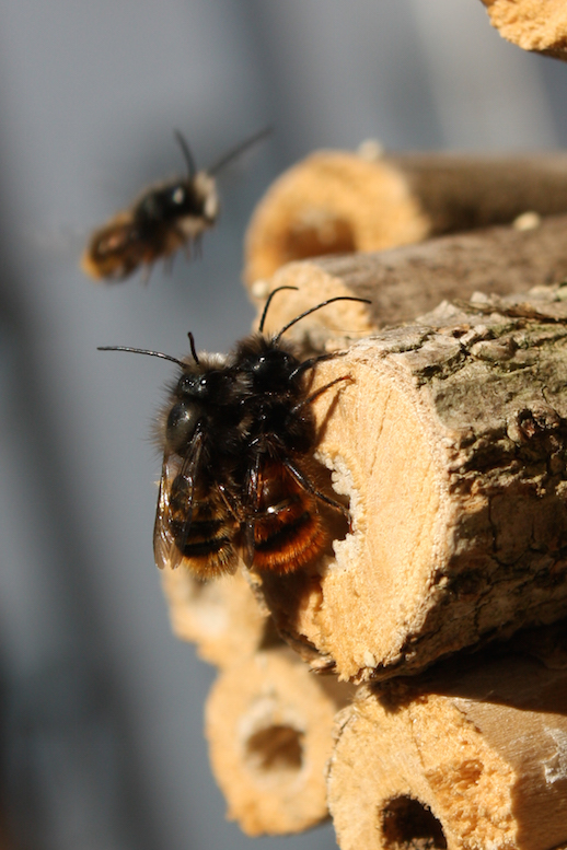 Osmia cornuta close