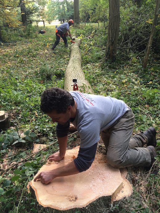 Rob Penn counting tree rings on his felled ash