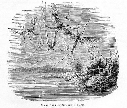 Mayflies_in_Sunset_Dance_Gilbert_White_Natural_History_of_Selborne