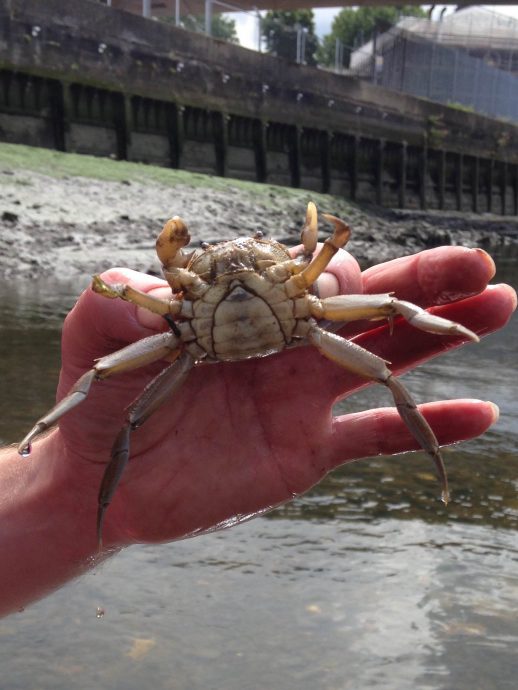 Mitten Crab_female