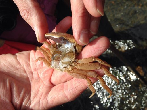 Mitten crab_male exoskeleton2