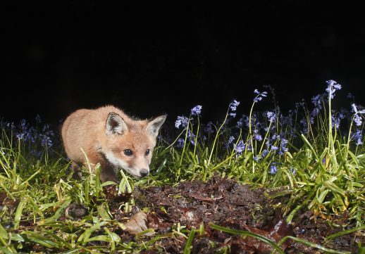 Fox cub