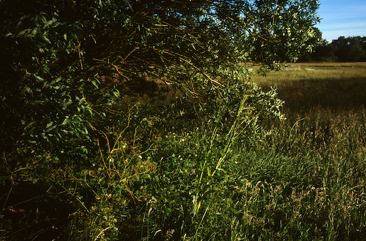 Justin Partyka - Mellis Common (2), Suffolk, 2014