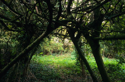 Justin Partyka - Walnut Tree Farm (3), Mellis, Suffolk, 2006