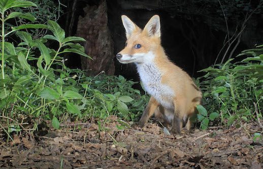 Fox Cub Portrait