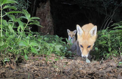 Fox Cubs