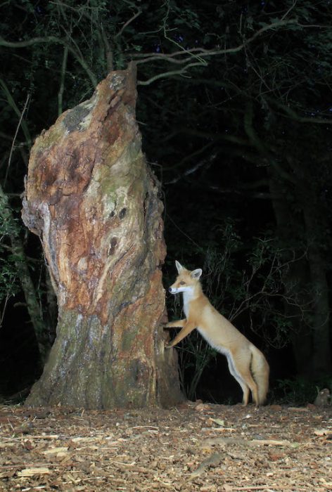 Fox on Hind Legs